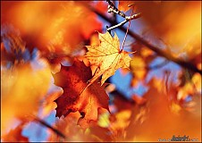 Obrazy - Autumn Harmony I - 224148