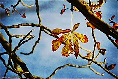 Obrazy - Autumn Harmony II - 224177