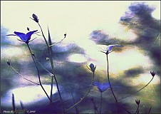 Obrazy - The Blue Flowers - 224455