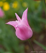 Fotografie - Ružový tulipán - 2617864