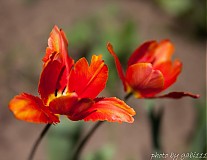 Fotografie - Tancujúce tulipány - 2622170