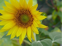Fotografie - Sunflower - 2676129