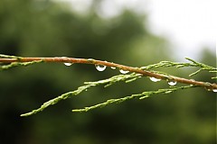 Fotografie - dážď visí - 2823816