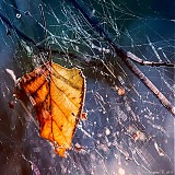 Obrazy - Autumn Memories VI - 2843627
