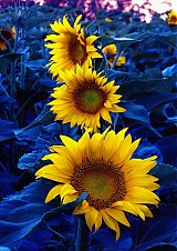 Fotografie - sunflowers are feeling blue 1 - 2901652
