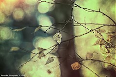 Obrazy - Autumn Harmony IV - 3010866