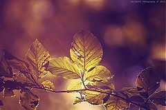 Obrazy - Autumn Harmony V - 3164278