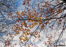 Fotografie - autumn leaves II. - 3182825