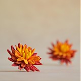 Náušnice - Chryzantémy na ouška - v barvách podzimu - 3212762