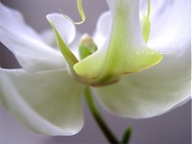 Fotografie - orchidea 02 - 3528825