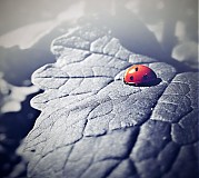 ladybird in red II