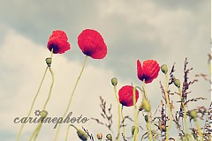 Fotografie - zmráka sa... - 586662