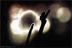Obrazy - Dancer In The Dark I - 856999