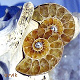 Náušnice - Madagaskarský amonit - 898022