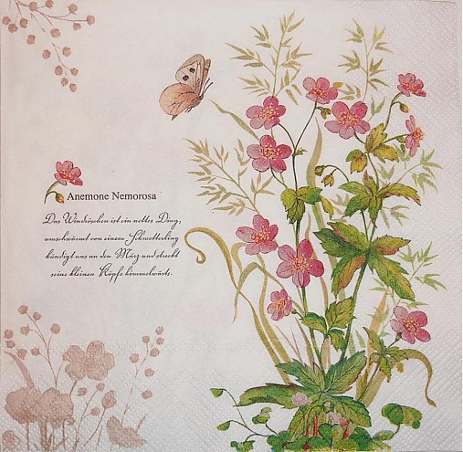  - Anemone Nemorosa - Lúčne kvety - 2373806