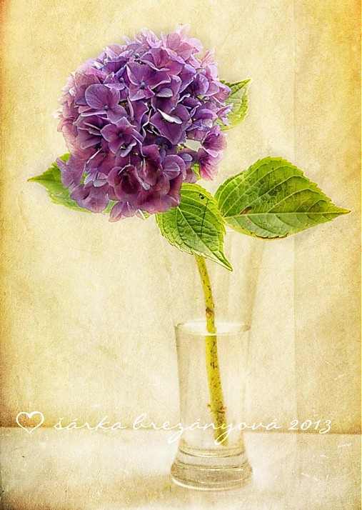 Obrazy - HORTENZIA fotoplátno  (1) - 2954005