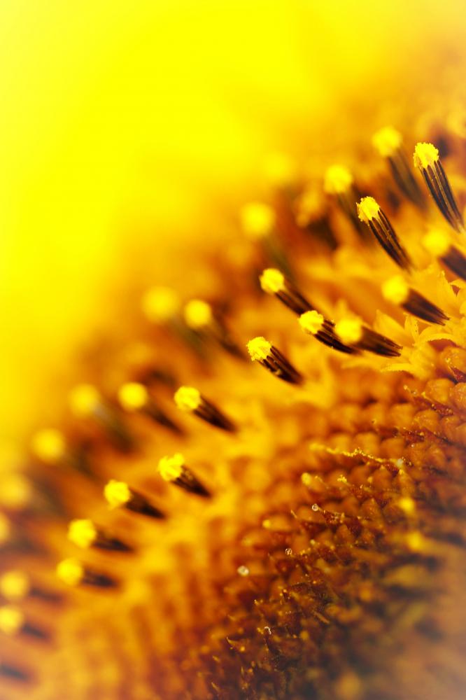 Sun-flower 