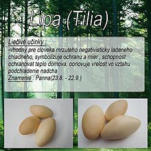 Iné - Lipa(Tilia) - 1894666