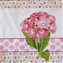 Papier - Primula pink - Prvosienka - 2442497