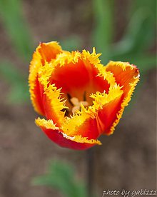 Fotografie - Ohnivý tulipán 2 - 2622138