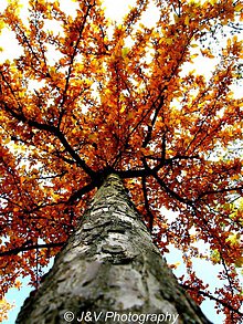Fotografie - Jeseň v korune stromu - 3170837