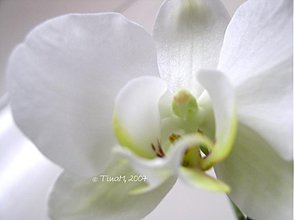 Fotografie - orchidea 01 - 3528707
