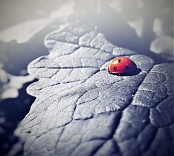 Fotografie - ladybird in red II - 3606946