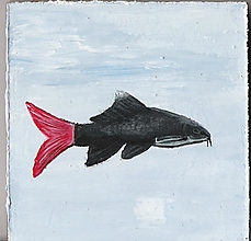 Obrazy - Akváriové rybky - akryl na sololite (rôzne na výber) (Labeo bicolor) - 759310