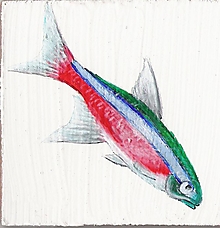 Obrazy - Akváriové rybky - akryl na sololite (rôzne na výber) (Tetra neónová) - 759311